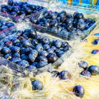 Fresh Blueberry  125gm