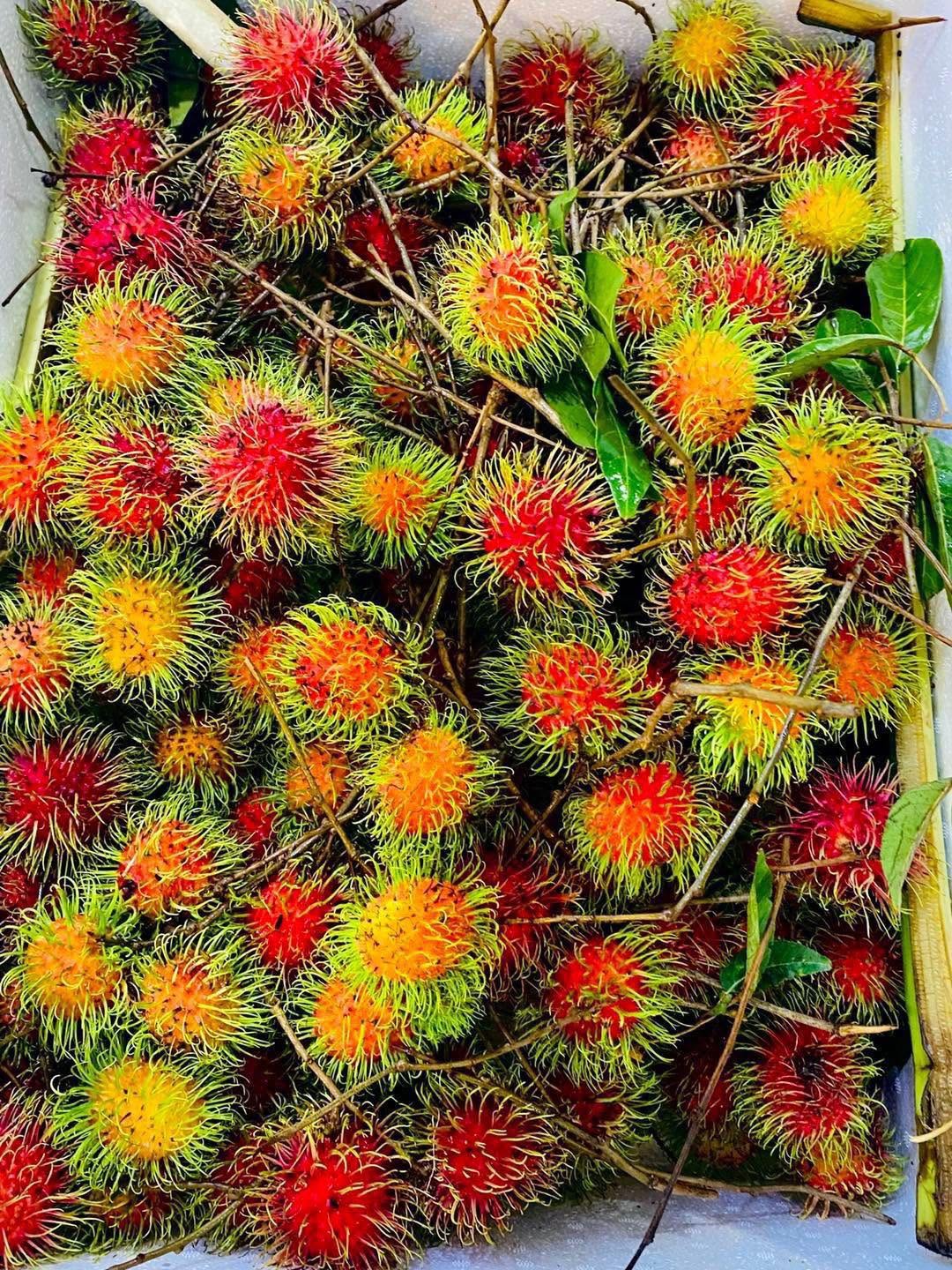 Rambutan Fruit